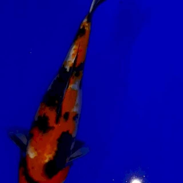 Showa 27 cm