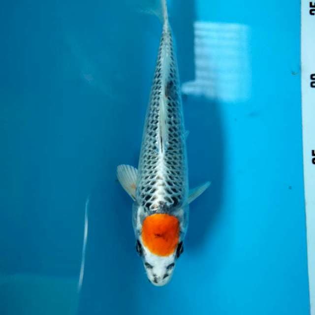TANCHO KOJAKU 20bu