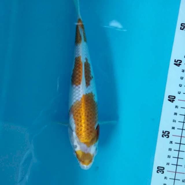 HARIWAKE MARUTEN 24cm™