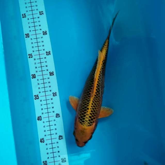 MATSUBA 30cm