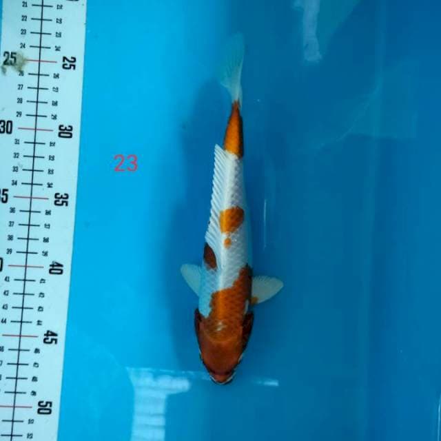 HARIWAKE 23cm