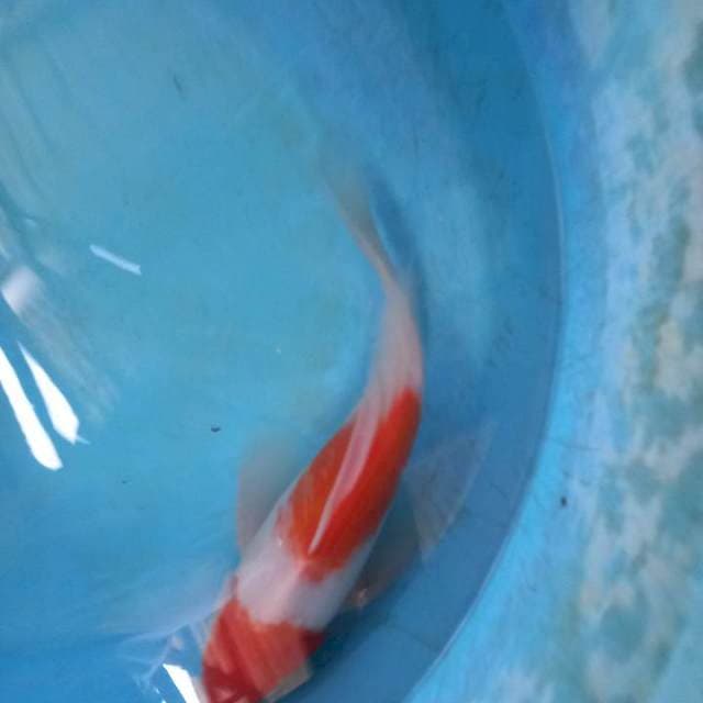Kohaku slayer 27cm
