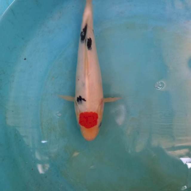 Tc sanke ori 26cm