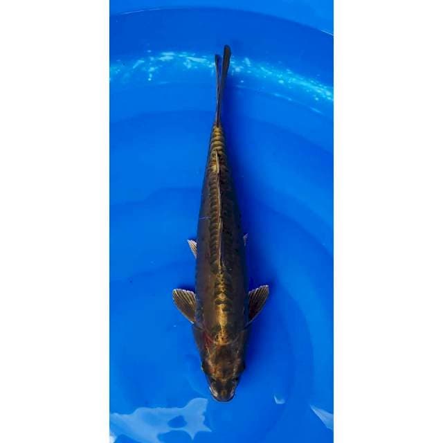 Kawarimono - Antik Gold Mukashi Doitsu 39cm (F)