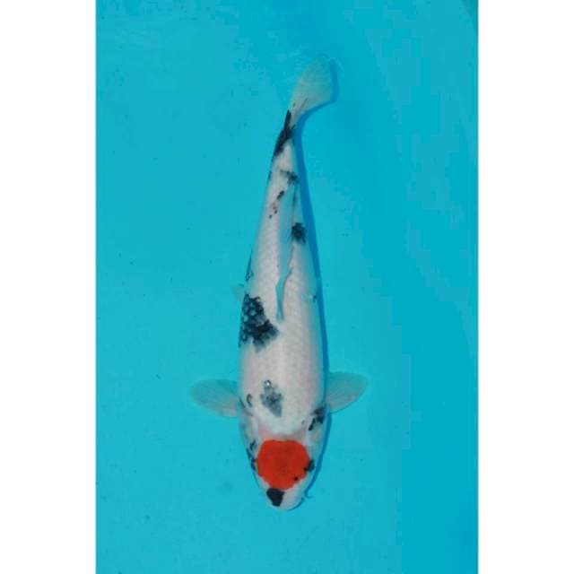 Tancho showa 37cm