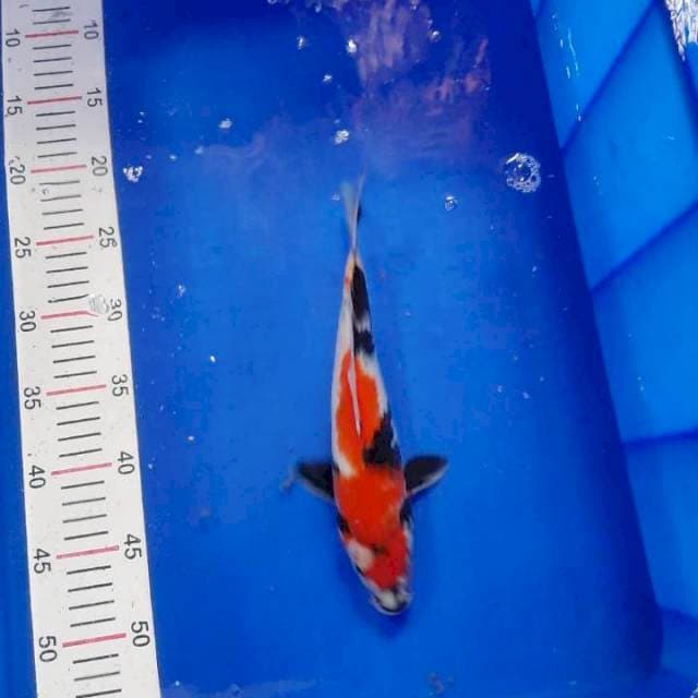 Showa 25 cm