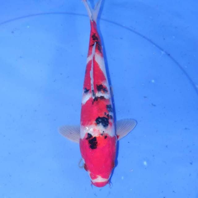 30cm SANKE 4step