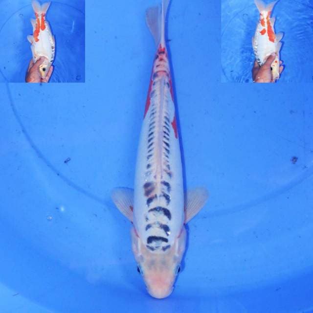 30CM SHUSUI CLASIC