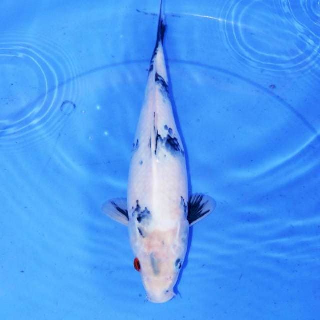 32cm TATEGOI SHIRO CALON