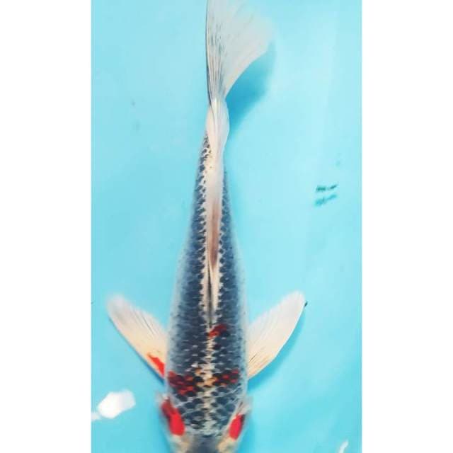 Kumpay Goshiki 33 cm