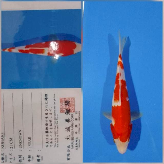 Kohaku marusei