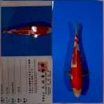 Kohaku marusei