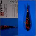 Showa marusei