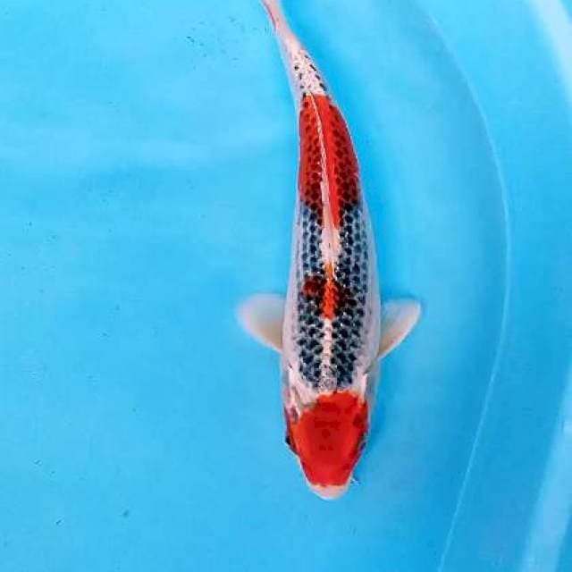 Maruten red goshiki 30 bu/29 cm