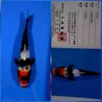 Showa marusei