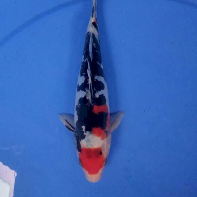 Showa 21 cm