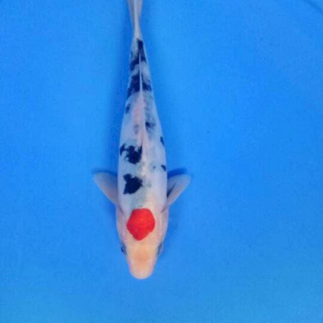 Tancho sanke 21 cm