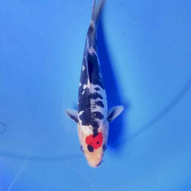 Tancho showa 20 cm