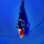 Tancho showa 20 cm