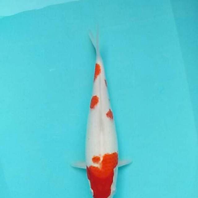 Kohaku 2