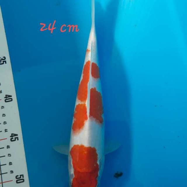 Kohaku 24 cm