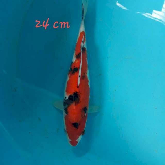 Sanke 24 cm