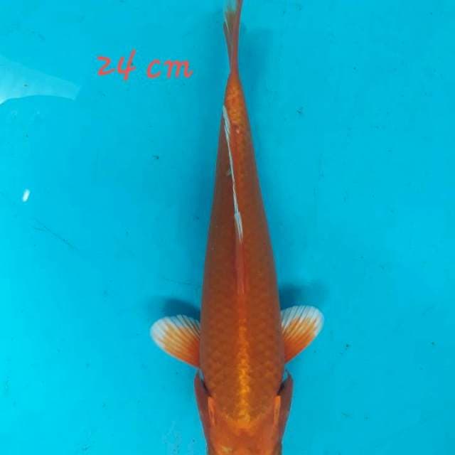Orenji ogon 24 cm