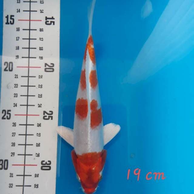 Kohaku hikari 20 cm