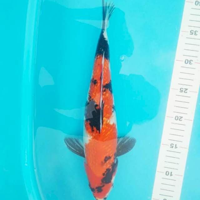 SHOWA GINRIN 35 CM
