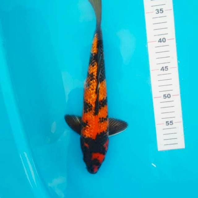 HI UTSURI GINRIN 33 CM JANTAN