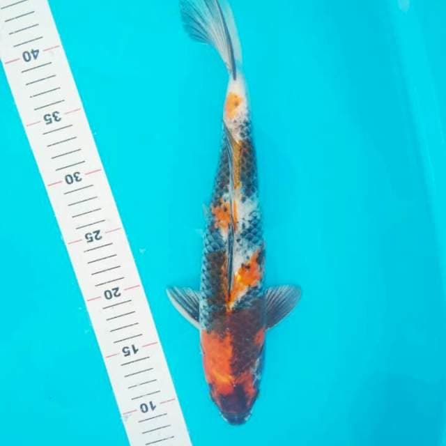 KAGE SHOWA 35 CM