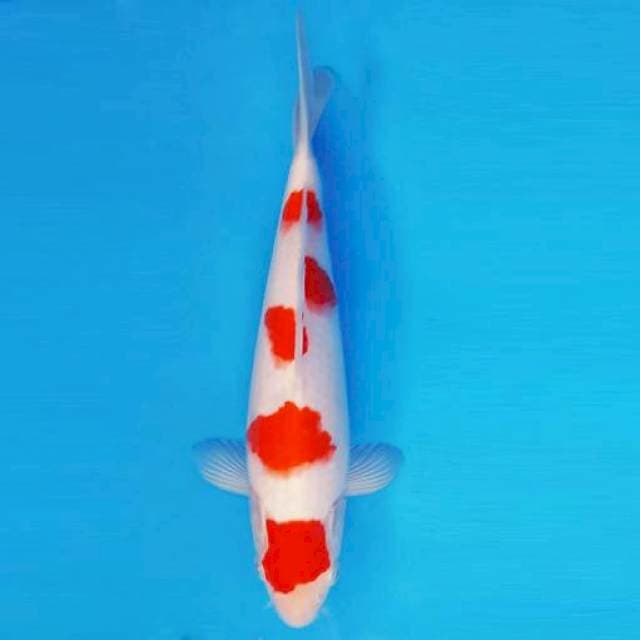 HANAMASA 1 ~ KOHAKU ™