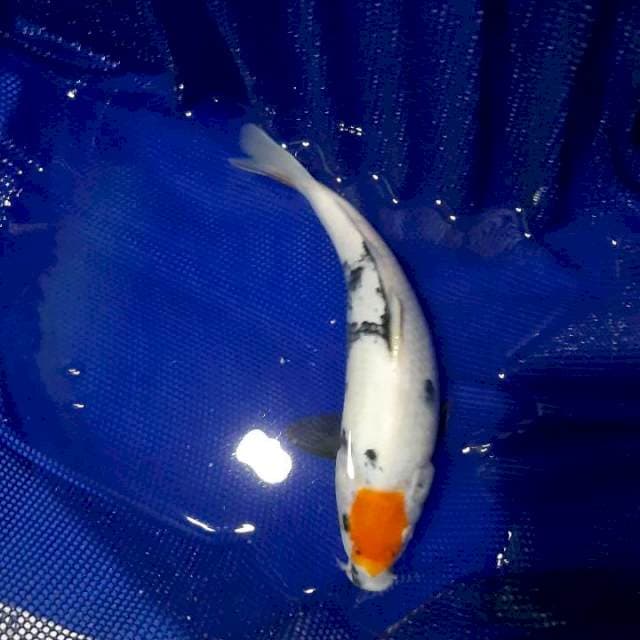 Tancho shiro 26 cm