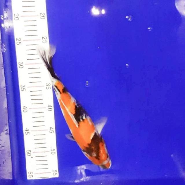 Showa 30 cm