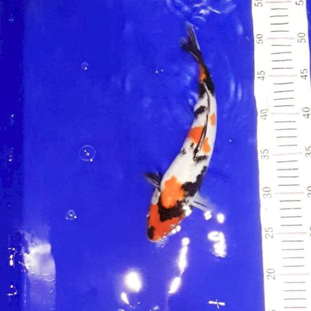 Kindai showa 27 cm