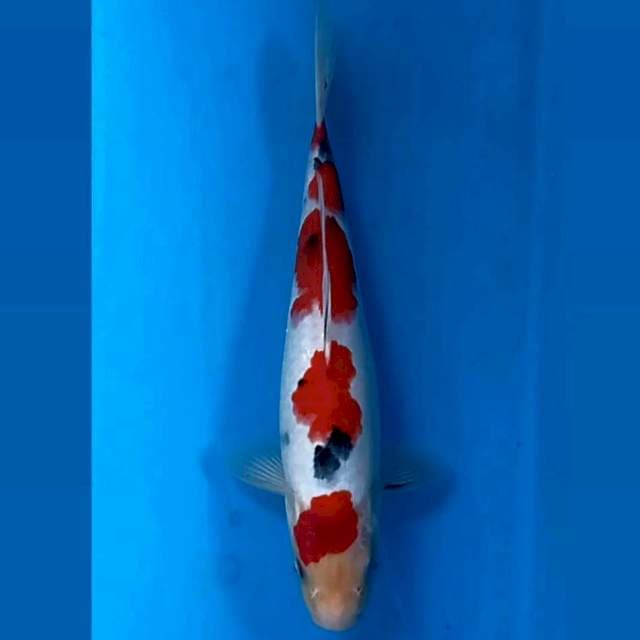 Sanke, 25 cm