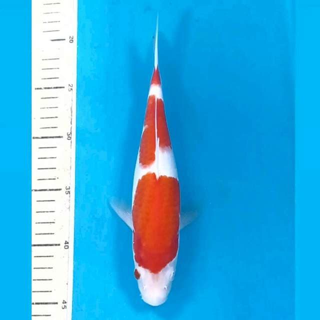 Kohaku, 25 cm