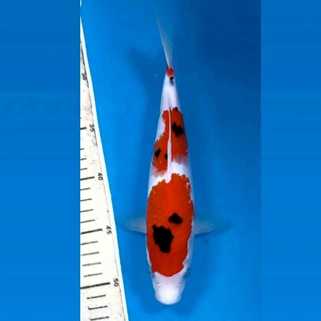Sanke, 26 cm