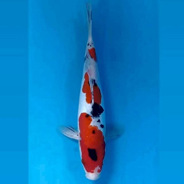 Sanke doit, 25 cm