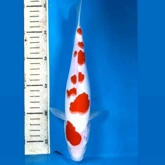 Kohaku, 26 cm