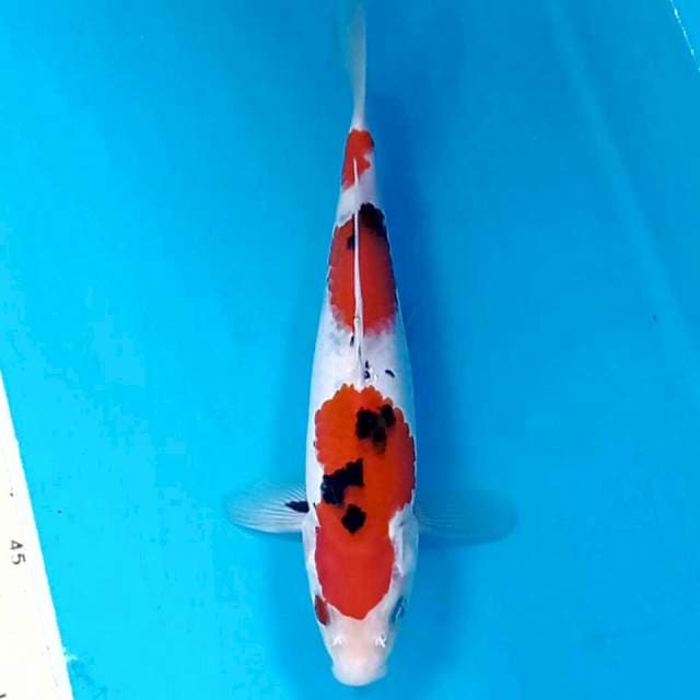Sanke, 21 cm