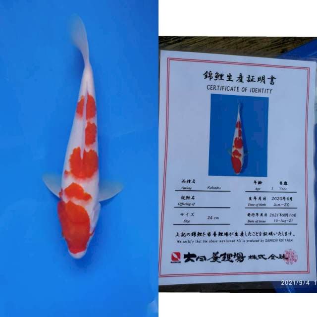 Kohaku 28cm Dainichi
