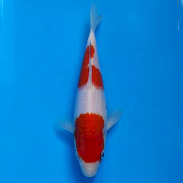 Maruhiro Kohaku