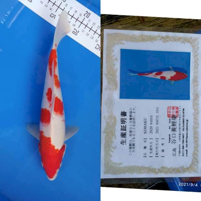 Kohaku 28cm Taniguchi A