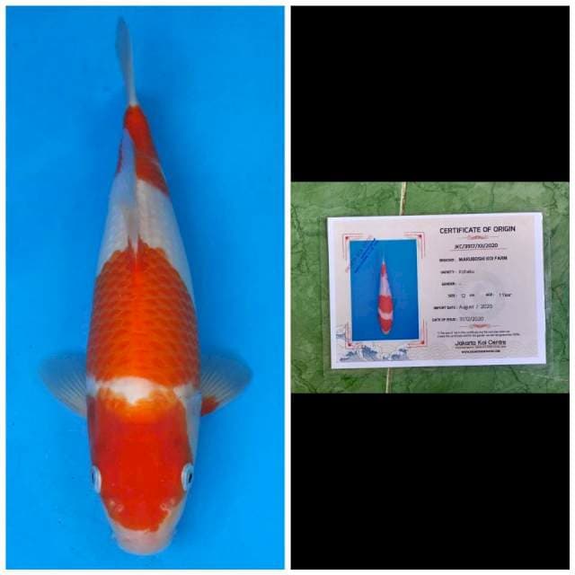 Maruboshi Kohaku