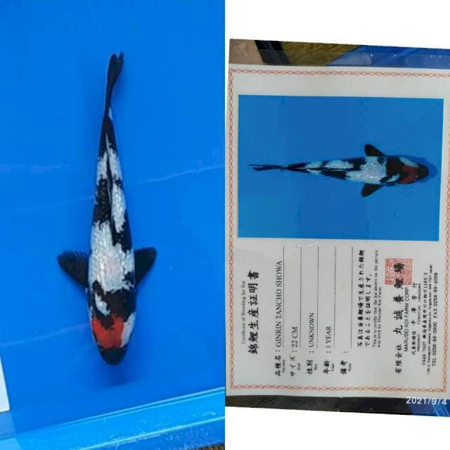 Gr Tancho Sjowa 25bu Marusei