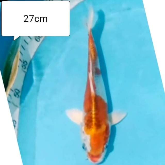Kujaku 27cm