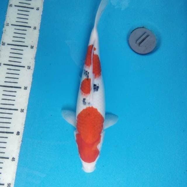 Sanke 37 cm