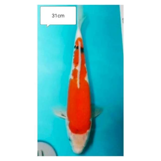 Showa 31 cm
