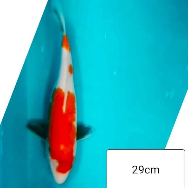 Showa 29cm